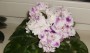 dimetris.ru:цветы:harrison:silverglade_flirts_2.jpg