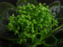dimetris.ru:цветы:holtkamp:neverfloris.jpg