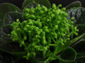 dimetris.ru:цветы:holtkamp:neverfloris.jpg