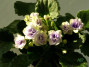 dimetris.ru:цветы:holtkamp:optimara_little_moonstone.jpg