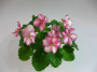 dimetris.ru:цветы:holtkamp:optimara_little_oneida.jpg