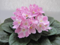 dimetris.ru:цветы:holtkamp:rhapsodie_rosalie.jpg