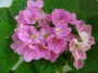 dimetris.ru:цветы:holtkamp:valeska_pink.jpg