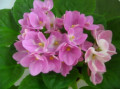 dimetris.ru:цветы:holtkamp:valeska_pink.jpg
