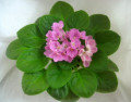 dimetris.ru:цветы:holtkamp:valeska_pink_2.jpg