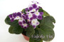 dimetris.ru:цветы:holtkamp:valeska_viol.jpg