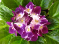dimetris.ru:цветы:holtkamp:valeska_viol_2.jpg