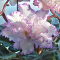 dimetris.ru:цветы:i.fredette:fredettes_sweet_jenny_2.jpg