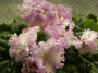 dimetris.ru:цветы:i.fredette:ming_dynasty.jpg