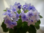 dimetris.ru:цветы:i.fredette:secret_love.jpg