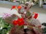 dimetris.ru:цветы:j.bodner:jims_moody_rock_2.jpg