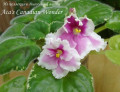 dimetris.ru:цветы:j.brownlie:acas_canadian_wonder.jpg