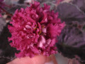 dimetris.ru:цветы:j.brownlie:acas_puff_ball.jpg