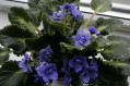 dimetris.ru:цветы:j.eyerdom:delft_imperial.jpg