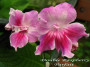 dimetris.ru:цветы:j.ford:double_raspberry_parfait.jpg