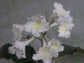 dimetris.ru:цветы:k.hirose:lemon_curd_2.jpg