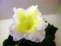 dimetris.ru:цветы:k.hirose:lemon_frills_2.jpg