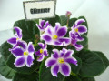 dimetris.ru:цветы:k.stork:glimmer.jpg