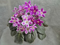 dimetris.ru:цветы:k.stork:glimmer_2.jpg