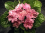 dimetris.ru:цветы:k.stork:good_morning_pink.jpg