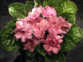 dimetris.ru:цветы:k.stork:good_morning_pink.jpg