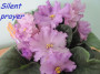 dimetris.ru:цветы:k.stork:silent_prayer.jpg