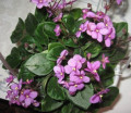dimetris.ru:цветы:l.lyon:perk_up_2.jpg