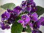 dimetris.ru:цветы:l.munk:j.munk:rodeo_roper.jpg