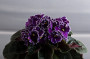 dimetris.ru:цветы:l.munk:j.munk:rodeo_roper_2.jpg