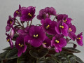 dimetris.ru:цветы:l.ray:sensational_sandra.jpg
