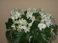 dimetris.ru:цветы:laufer:irish_sweeps.jpg