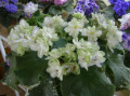 dimetris.ru:цветы:laufer:irish_sweeps_2.jpg