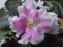 dimetris.ru:цветы:llg:angels_innocence.jpg