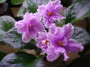 dimetris.ru:цветы:llg:d.herringshaw:kings_ransom_2.jpg
