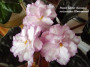 dimetris.ru:цветы:llg:d.herringshaw:pastel_glitter.jpg