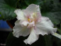 dimetris.ru:цветы:llg:d.herringshaw:sunkissed_rose.jpg