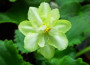 dimetris.ru:цветы:llg:green_horizon_2.jpg