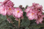 dimetris.ru:цветы:llg:hearts_aflutter.jpg
