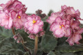 dimetris.ru:цветы:llg:hearts_aflutter.jpg
