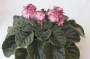 dimetris.ru:цветы:llg:hearts_aflutter_2.jpg