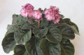 dimetris.ru:цветы:llg:hearts_aflutter_2.jpg