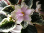 dimetris.ru:цветы:llg:irish_iridescence.jpg