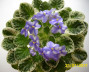 dimetris.ru:цветы:llg:little_misty_blue.jpg
