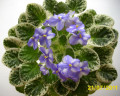 dimetris.ru:цветы:llg:little_misty_blue.jpg