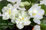 dimetris.ru:цветы:llg:mirror_image_2.jpg