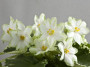 dimetris.ru:цветы:llg:p.sorano:easter_angel.jpg