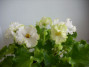 dimetris.ru:цветы:llg:p.sorano:lil_glimpse_ospring_2.jpg
