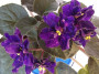 dimetris.ru:цветы:llg:p.sorano:satin_magic.jpg