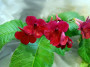 dimetris.ru:цветы:llg:raspberry_velvet.jpg