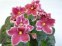 dimetris.ru:цветы:llg:rockin_robin.jpg